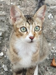 Girly Boiboi - Domestic Short Hair Cat