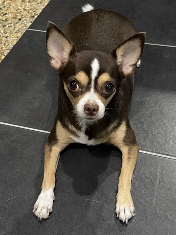 Elsa - Chihuahua Dog