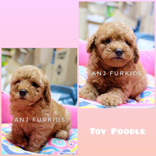 Adorable Toy Poodle Shsjspuppies  - Poodle Dog