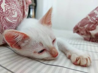 Pucelle - Domestic Short Hair Cat