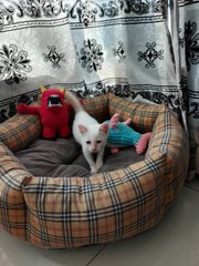 Pucelle - Domestic Short Hair Cat