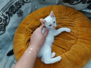 Pucelle - Domestic Short Hair Cat
