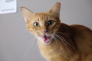 Ginger  - Domestic Medium Hair Cat