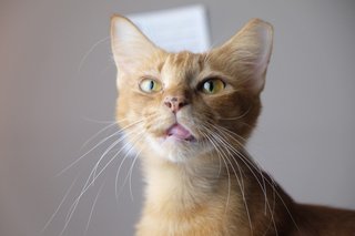 Ginger  - Domestic Medium Hair Cat