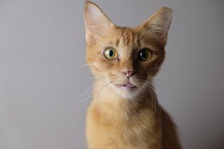 Ginger  - Domestic Medium Hair Cat