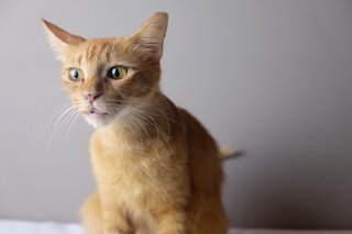 Ginger  - Domestic Medium Hair Cat