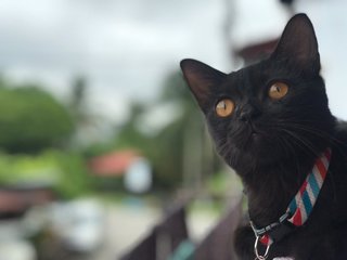 Blacky - American Shorthair + Munchkin Cat