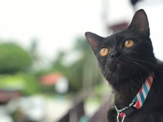 Blacky - American Shorthair + Munchkin Cat