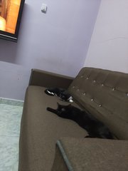 Blacky - American Shorthair + Munchkin Cat