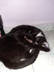 Blacky - American Shorthair + Munchkin Cat