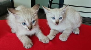 Two Lovely Blue Eyed Kittens - Siamese Cat