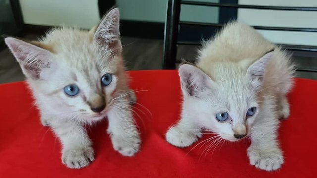 Two Lovely Blue Eyed Kittens - Siamese Cat