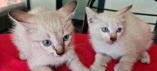 Two Lovely Blue Eyed Kittens - Siamese Cat