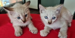 Two Lovely Blue Eyed Kittens - Siamese Cat