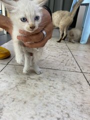 Two Lovely Blue Eyed Kittens - Siamese Cat