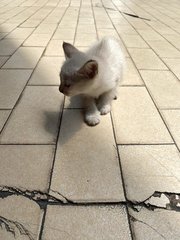 Two Lovely Blue Eyed Kittens - Siamese Cat