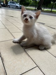 Two Lovely Blue Eyed Kittens - Siamese Cat