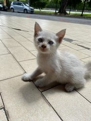 Two Lovely Blue Eyed Kittens - Siamese Cat