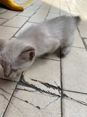 Two Lovely Blue Eyed Kittens - Siamese Cat