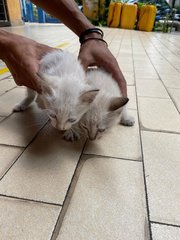 Two Lovely Blue Eyed Kittens - Siamese Cat