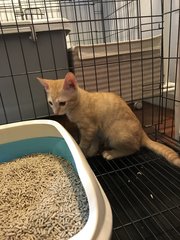 Kittens For Adoption - Domestic Medium Hair Cat