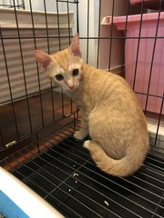 Kittens For Adoption - Domestic Medium Hair Cat