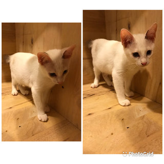 Kittens For Adoption - Domestic Medium Hair Cat