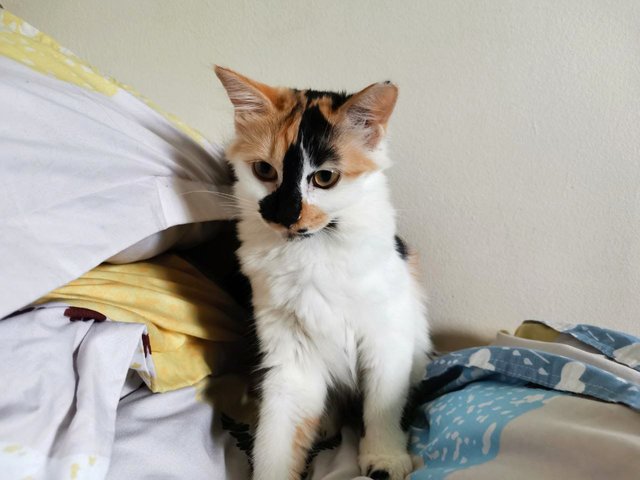 Biscuit - Domestic Medium Hair + Calico Cat