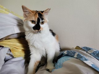 Biscuit - Domestic Medium Hair + Calico Cat