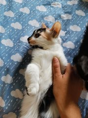 Biscuit - Domestic Medium Hair + Calico Cat