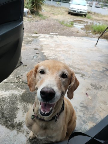 Sugar - Golden Retriever Dog