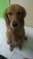 Sugar - Golden Retriever Dog