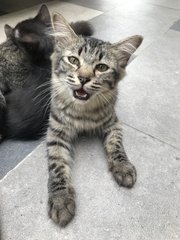 Stripes - Domestic Medium Hair Cat