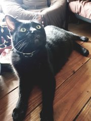 Maggie - Bombay Cat