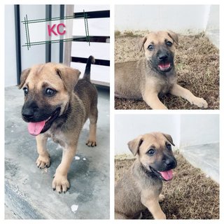 Kc - Mixed Breed Dog