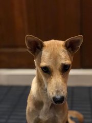 Yellow - Mixed Breed Dog