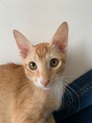 Caramel &amp; Nougat - Domestic Short Hair Cat