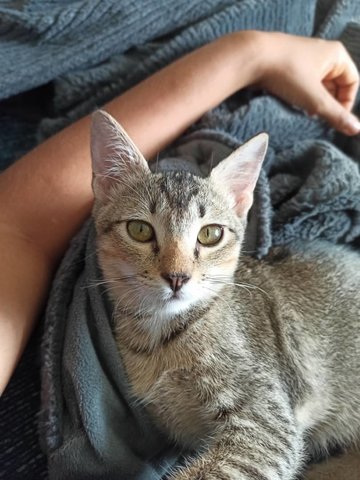 Nougat - Domestic Short Hair Cat