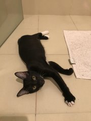 Flan (Now Mia) - Domestic Short Hair + Tuxedo Cat