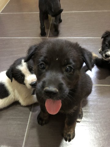 Big Head Blackie - Mixed Breed Dog