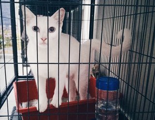 Nuni &amp; Bingsu (Urgent) - Domestic Short Hair + Domestic Medium Hair Cat