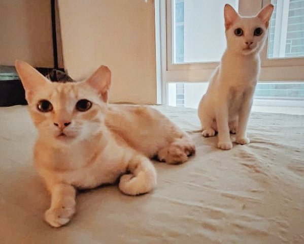 Nuni &amp; Bingsu (Urgent) - Domestic Short Hair + Domestic Medium Hair Cat