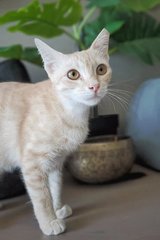 Nuni &amp; Bingsu (Urgent) - Domestic Short Hair + Domestic Medium Hair Cat