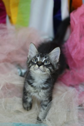 Ghost - Domestic Medium Hair Cat