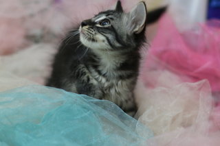 Ghost - Domestic Medium Hair Cat