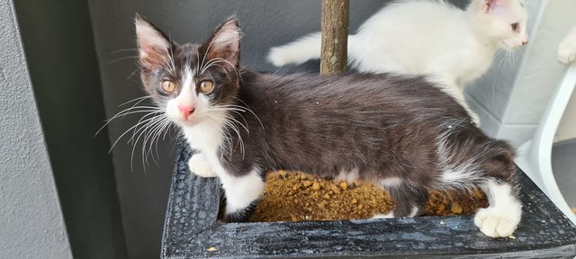 Beau And Ella - Tabby Cat