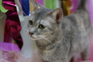 Ivy - Domestic Short Hair Cat