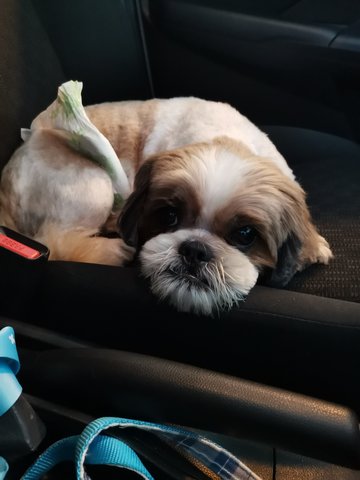 PF99719 - Shih Tzu Dog