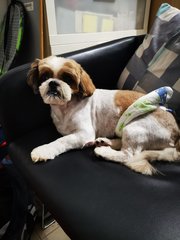 PF99719 - Shih Tzu Dog