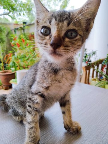 Mister - Domestic Short Hair Cat